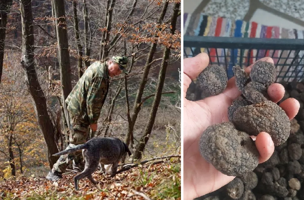 Vânătoarea de trufe, în topul celor mai luxoase experiențe căutate de englezi în Ardeal: Pădurile dese sunt renumite pentru aurul lor negru”