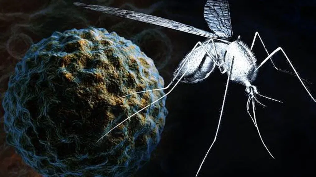 O femeie din Șuncuiuș, Bihor, este în comă după ce a fost infectată cu virusul West Nile!
