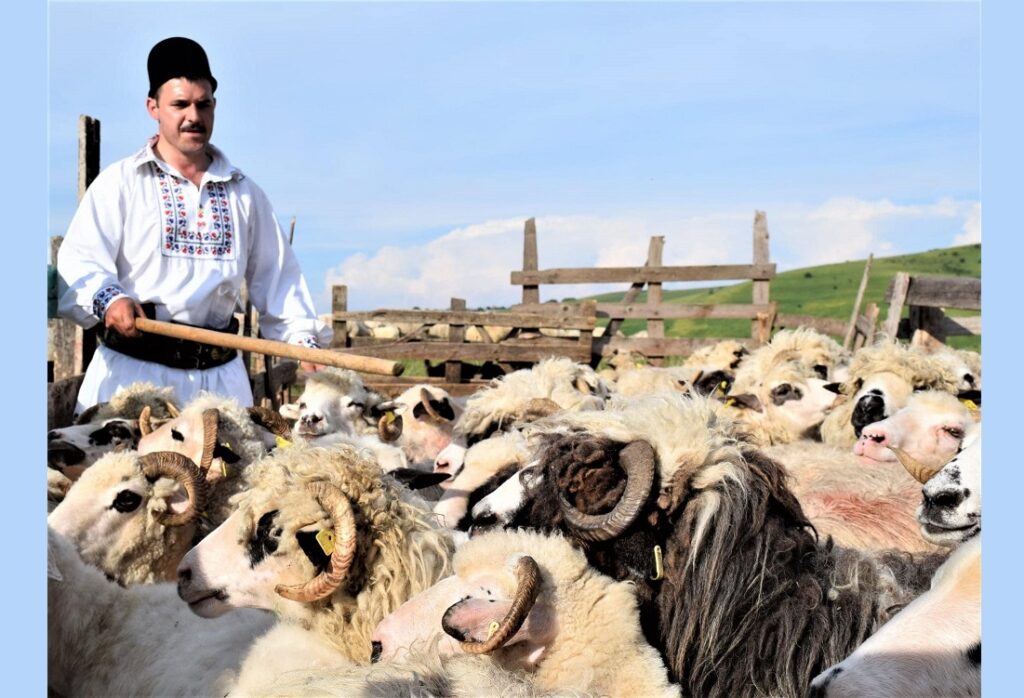 Sâmedrul, patronul ciobanilor începutul sărbătorilor „sfinților bătrâni” ai sezonului rece – Sâmedrul, Sânt Andrei, Sânt Nicoară și Crăciunul