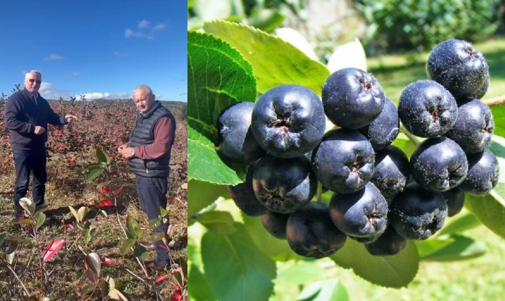 „Fructul inimii”, aronia, crește în Rîșca, Apuseni. Este cunoscut ca fiind alimentul cosmonauților, hrana din spațiu