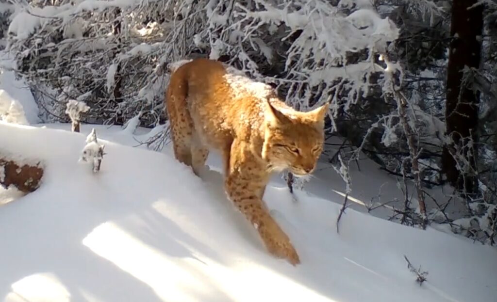 Fantoma pădurilor din România! Felina uriașă care domină Carpații și pe care aproape nimeni nu o vede!