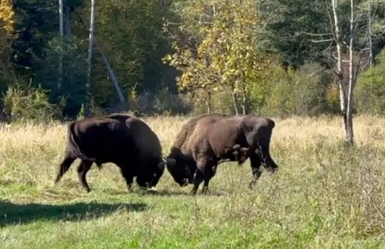 Doi zimbri își testează forțele într-o pădure din Carpații românești. Zimbrul este cel mai mare animal european de pe uscat!