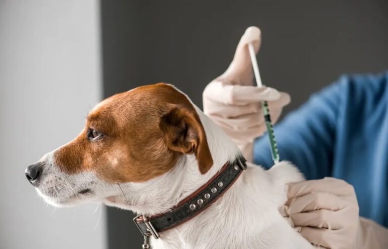 Campania de vaccinare antirabică la câini în județul Alba este în curs de desfășurare