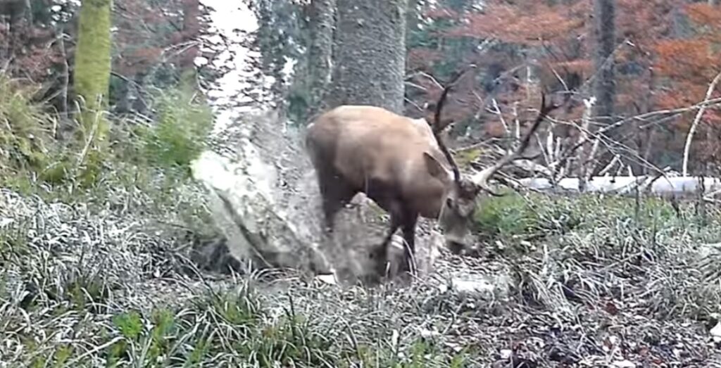 Un cerb nărăvaș se bălăcește într-o pădure din Hunedoara. Este „balerinul” pădurilor carpatine!