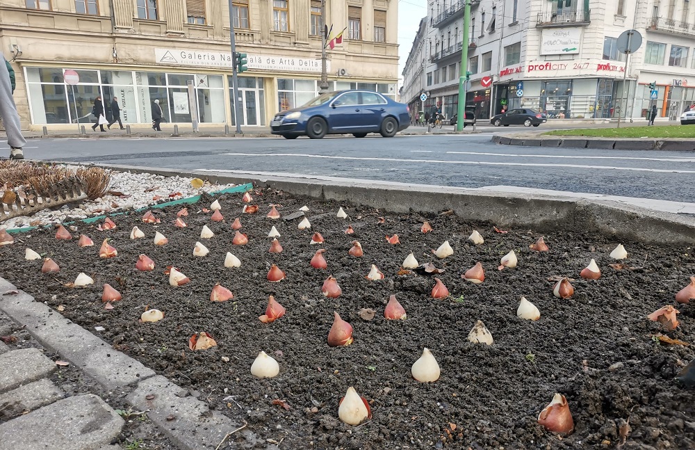 Mii de bulbi de lalele vor fi plantați pe Bulevardul Revoluției și în alte spații publice din Arad