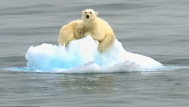 Oceanul Arctic poate rămane fără gheață pentru prima dată în istorie. Omenirea se află la un pas de catastrofa climatică!