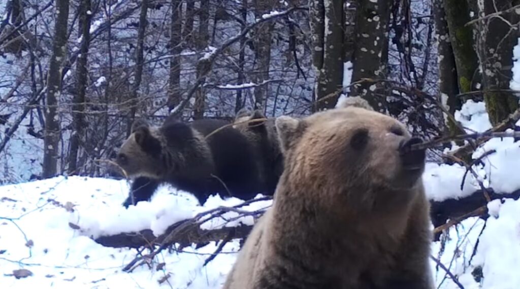 O ursoaică cu doi pui a fost filmată într-o pădure din Maramureș. Ursuleții rămân alături de ursoaică cel puțin doi ani!