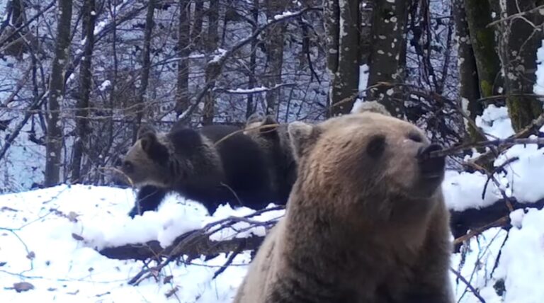O ursoaică cu doi pui a fost filmată într-o pădure din Maramureș. Ursuleții rămân alături de ursoaică cel puțin doi ani!