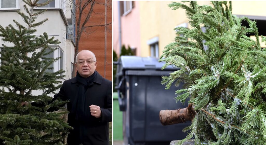 Cum pot scăpa clujenii, gratuit, de bradul de Crăciun după sărbători?