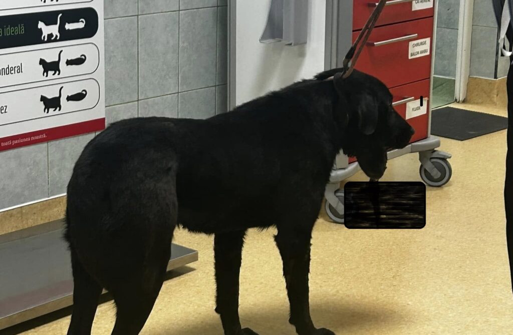 Mai suntem oameni? Unui câine i s-a pus o petardă în gură. Veterinar, despre câinele din Beliș: „În gura acestui câine a fost practic un război, unul cu efecte ireversibile și ireparabile!”