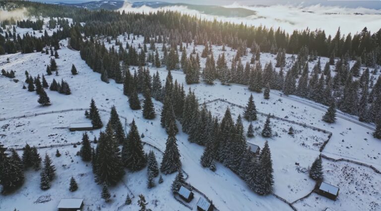 S-a înfiinţat Registrul Forestier Naţional, în care vor fi incluşi toţi proprietarii de pădure din România