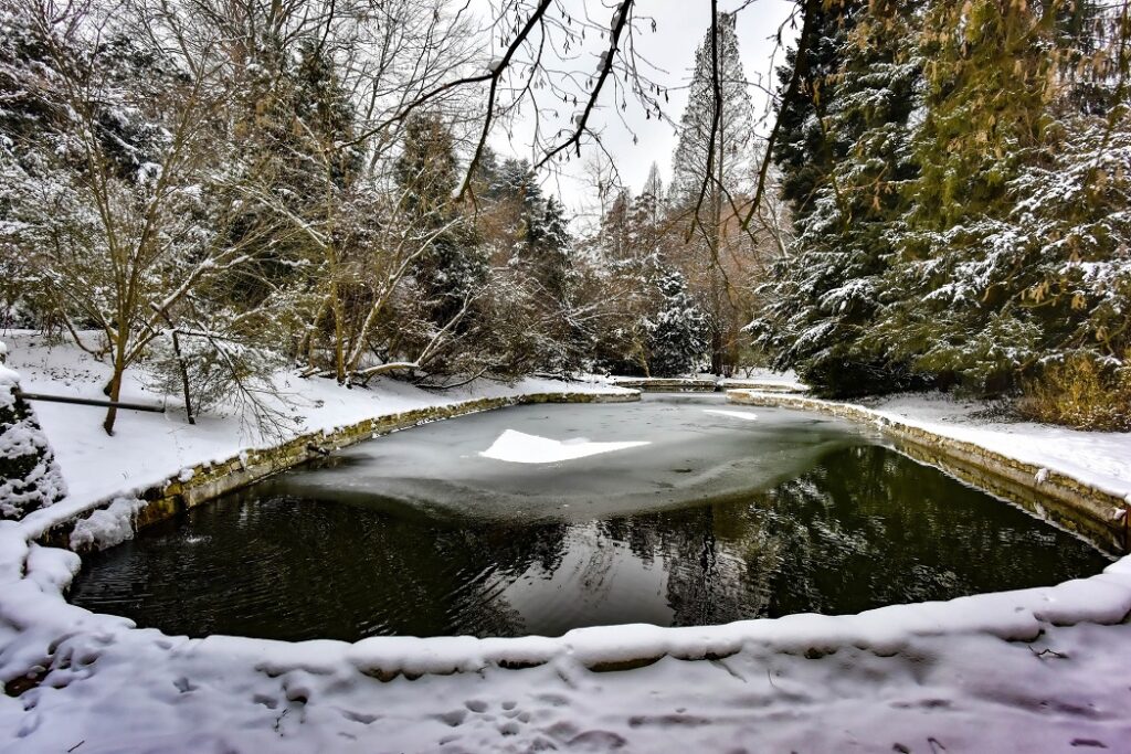 Magia iernii la Arboretum Simeria, un colț de natură cu un peisaj de basm, unde liniștea și frumusețea sunt omniprezente