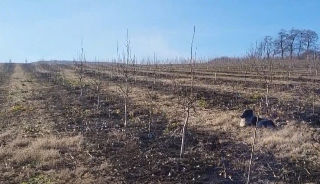 Iarna fără zăpadă din 2025 este un coșmar pentru agricultori. Dacă vremea continuă să rămână caldă, anul agricol 2025 ar putea începe cu pierderi uriașe!
