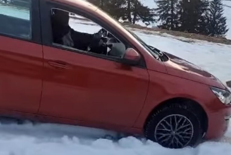 Jandarmii din Arieșeni au salvat doi arădeni care au rămas blocați cu mașina în zăpadă în zona Poiana Călineasa