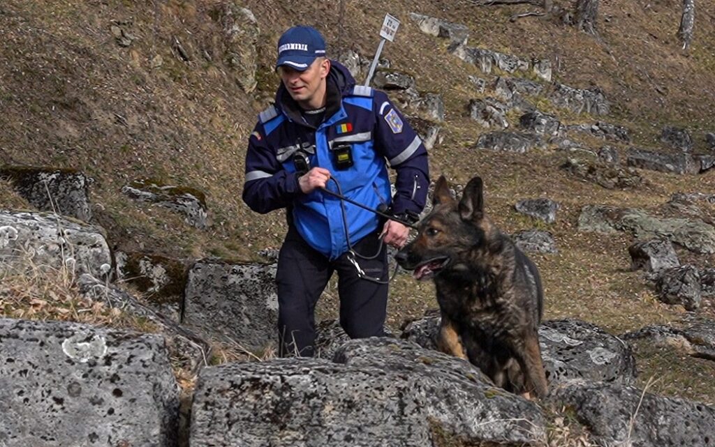 Ajutor de nădejde în misiunile jandarmilor. Dino și Efa, doi căței tineri antrenați pentru misiuni de căutare-salvare în mediu natural