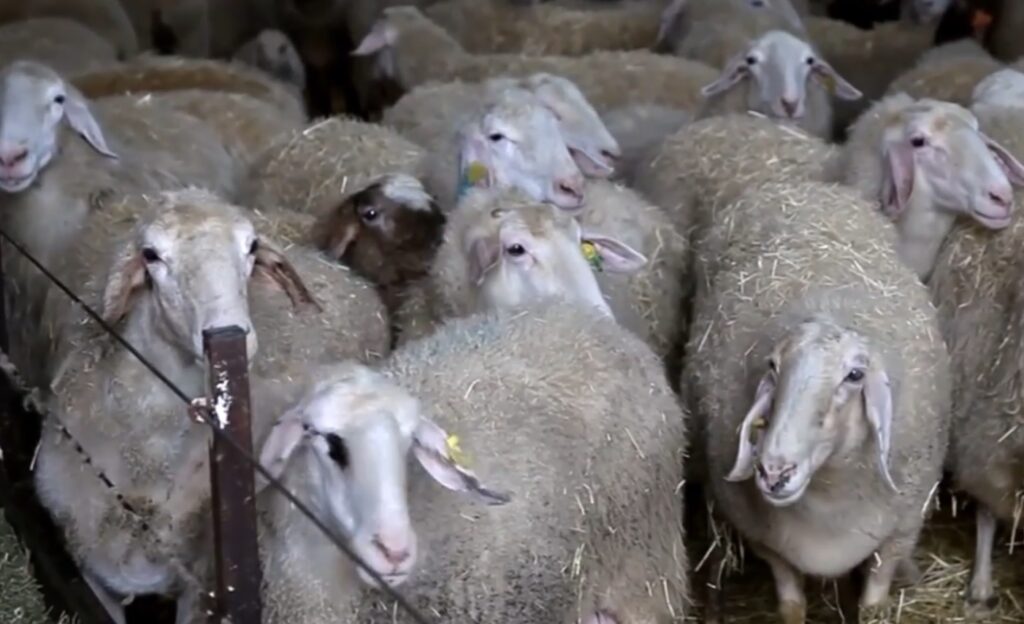 „Ciuma oilor” a fost din nou confirmată în România!  Un focar de pestă a micilor rumegătoare a fost confirmat în județul Bihor!