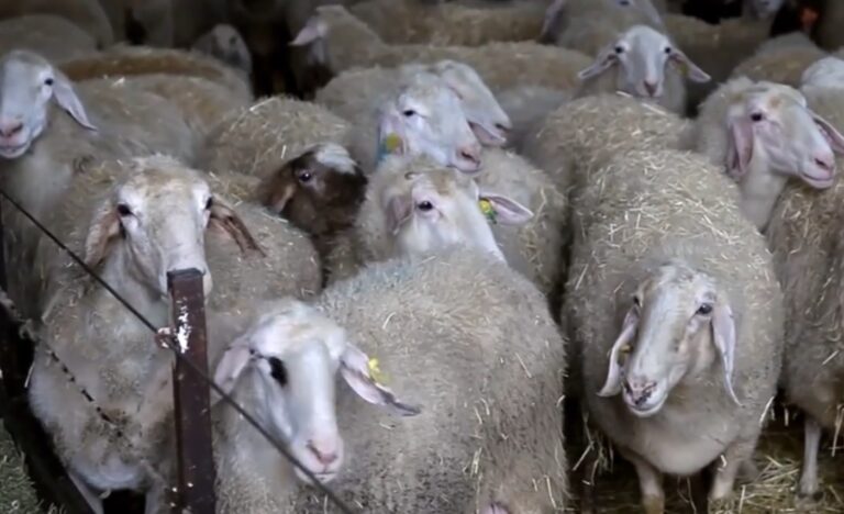 „Ciuma oilor” a fost din nou confirmată în România!  Un focar de pestă a micilor rumegătoare a fost confirmat în județul Bihor!