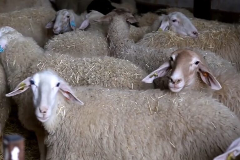 Focar de pestă a micilor rumegătoare confirmat în Bihor. Autoritățile instituie restricții stricte în mai multe localități!