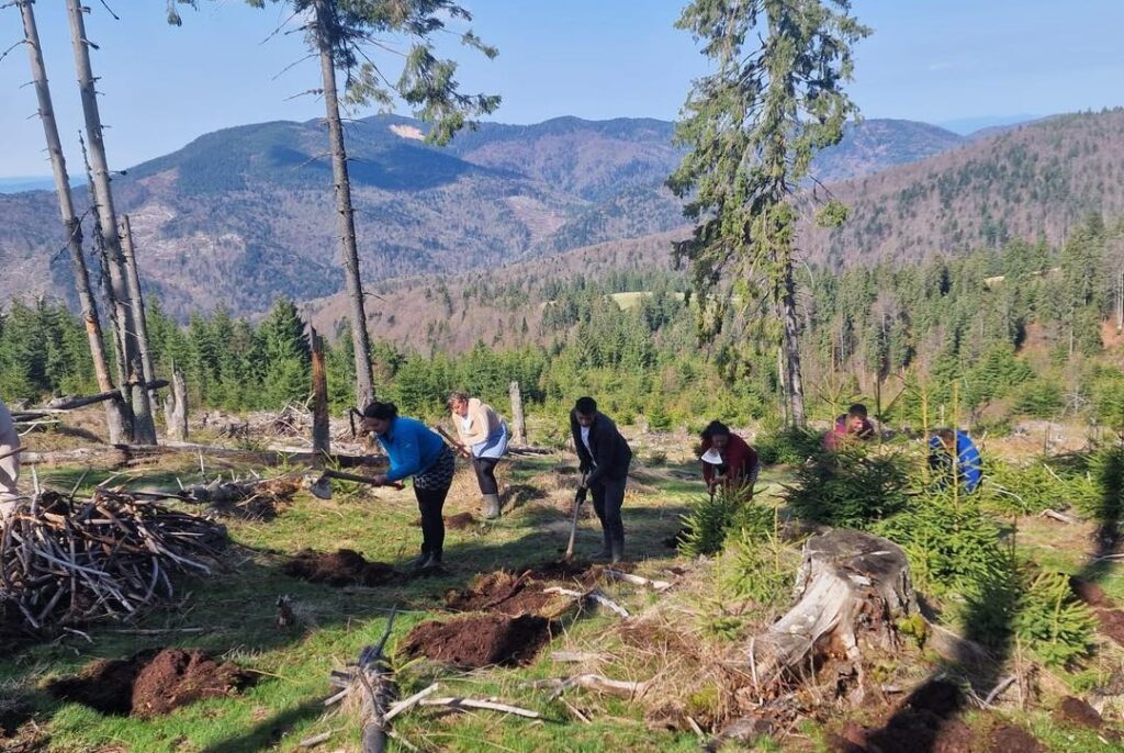 1500 de puieți au fost plantați în zona Vârtop
