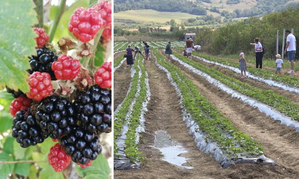 „Țara” culturilor întinse de fructe de pădure din Ardeal: Mure, zmeură și căpșuni autentice românești își așteaptă culegătorii, cu distracție inclusă la pachet!