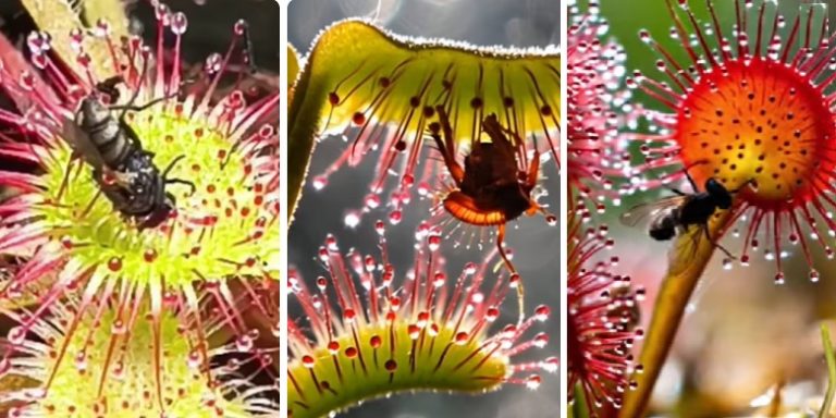 În Muntele Mare din Apuseni există o plantă ucigașă care în câteva minute dizolvă integral o insectă