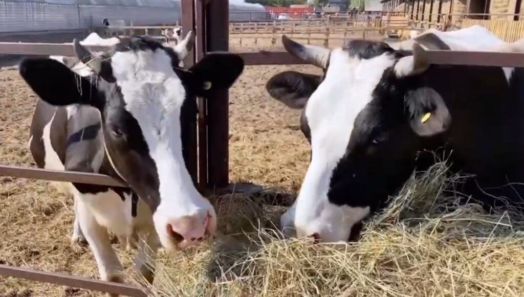 ANSVSA activează mecanisme de urgență pentru protejarea sănătății animalelor și a sectorului zootehnic național​