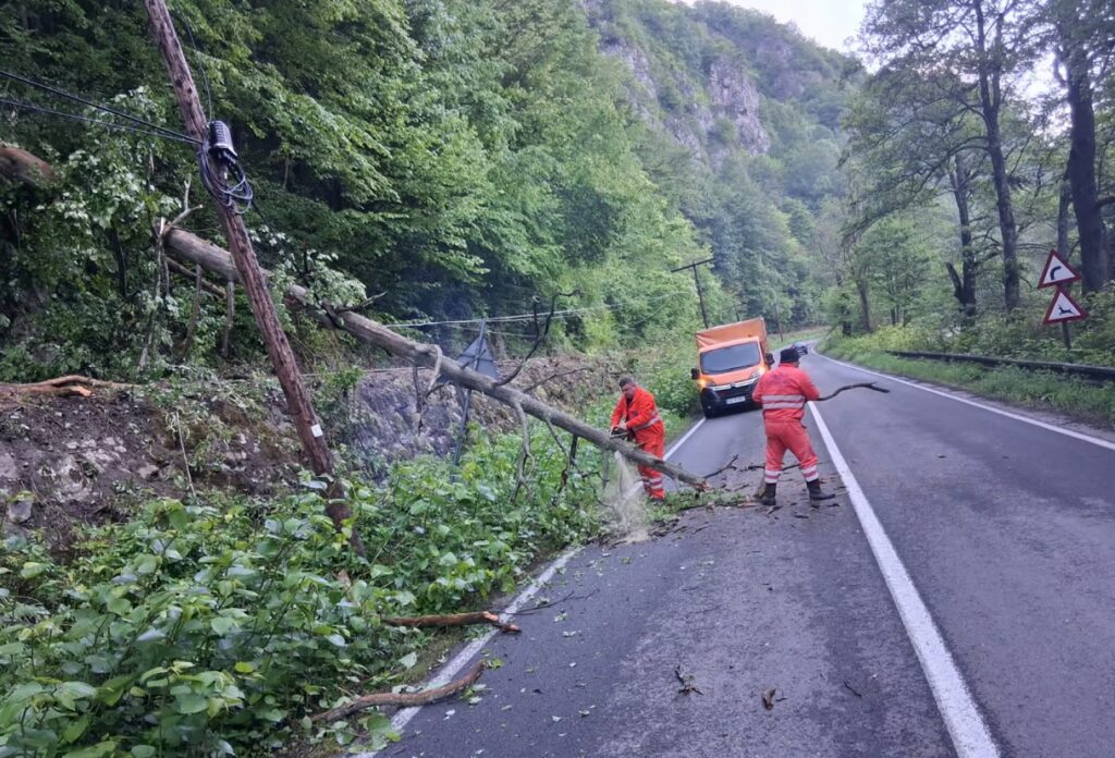 Drumarii au intervenit pe DN75 pentru îndepărtarea unui copac căzut pe drum
