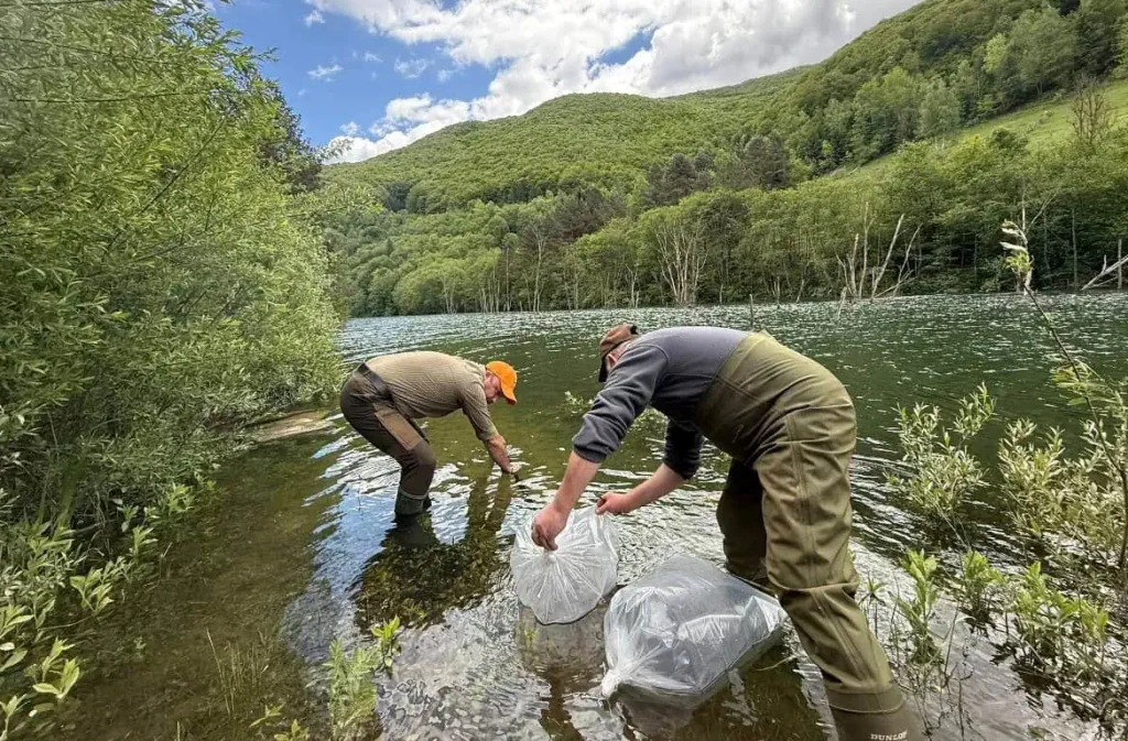 Lacul de acumulare Mihoești, repopulat cu peste 5000 de puieți de păstrăv indigen