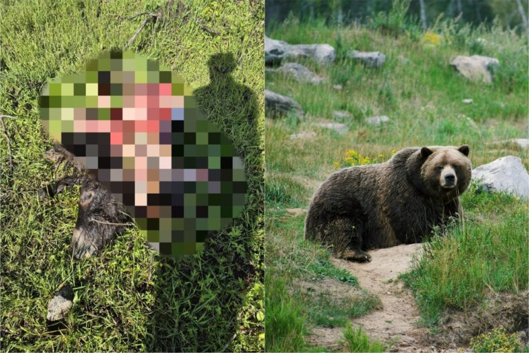 Măgar atacat de urs la Poieni: primarul avertizează locuitorii