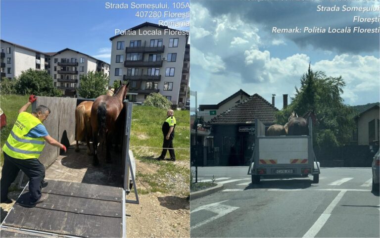 Doi cai lăsați liberi pe străzi, ridicați de Poliția Locală Florești. Primarul avertizează: „Nu vom tolera astfel de pericole în trafic”