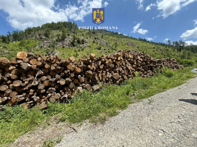 Au spart raiul drujbarilor! Depozite ilegale de lemn, descoperite în comunele Poieni și Săcuieu.