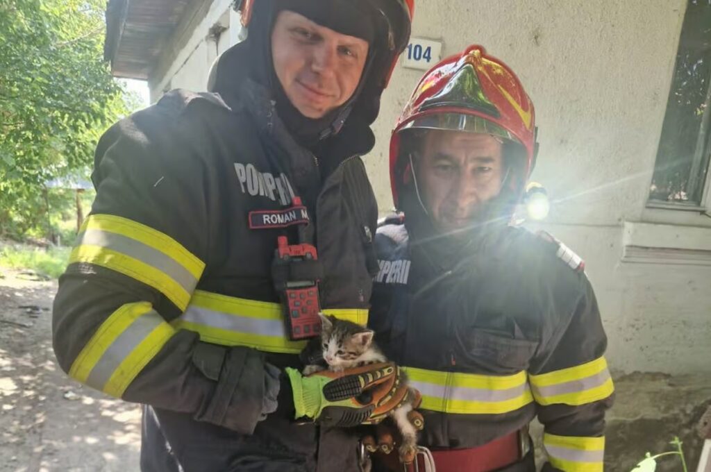 Pui de pisică salvat de pompierii din Sebeș dintr-o fântână adâncă de 4 metri