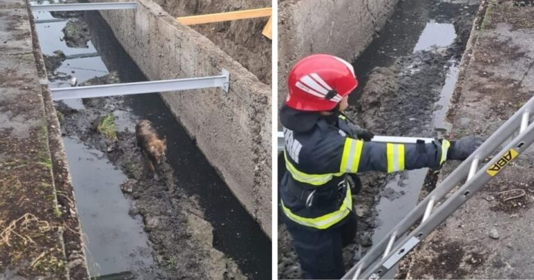 Pompierii au salvat un câine căzut într-un canal din Alba Iulia