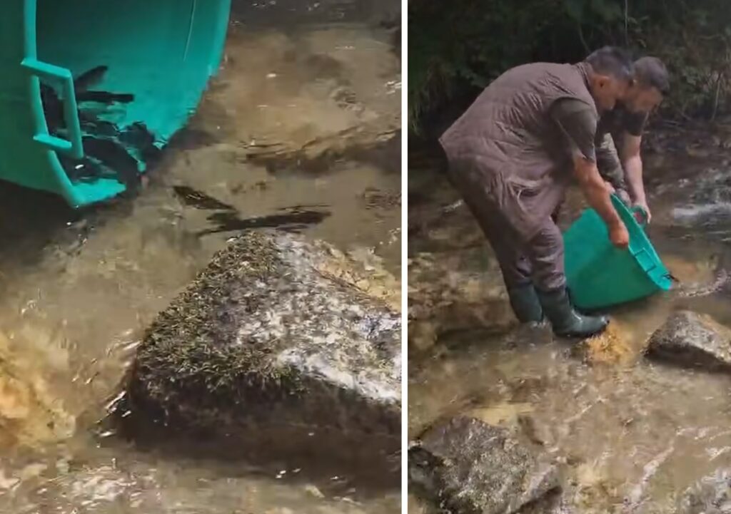 Ocolul Silvic Geoagiu a desfășurat o nouă acțiune de repopulare a apelor râului Sibișel