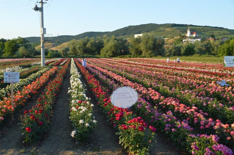 Câmpurile cu trandafiri de la Ciumbrud au fost pline de vizitatori din toată țara, de Sărbătoarea Rozelor