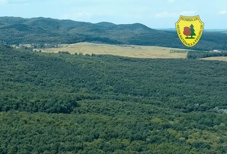 Se poate și în România! O pădure plantată în urmă cu 60 de ani s-a uscat: 76.000 de puieți forestieri au fost plantați pentru a o regenera!