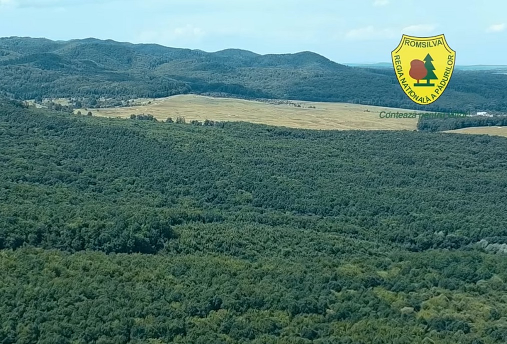 Se poate și în România! O pădure plantată în urmă cu 60 de ani s-a uscat: 76.000 de puieți forestieri au fost plantați pentru a o regenera!