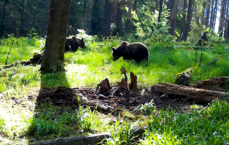 Imagini spectaculoase cu doi urși surprinși în Parcul Natural Apuseni