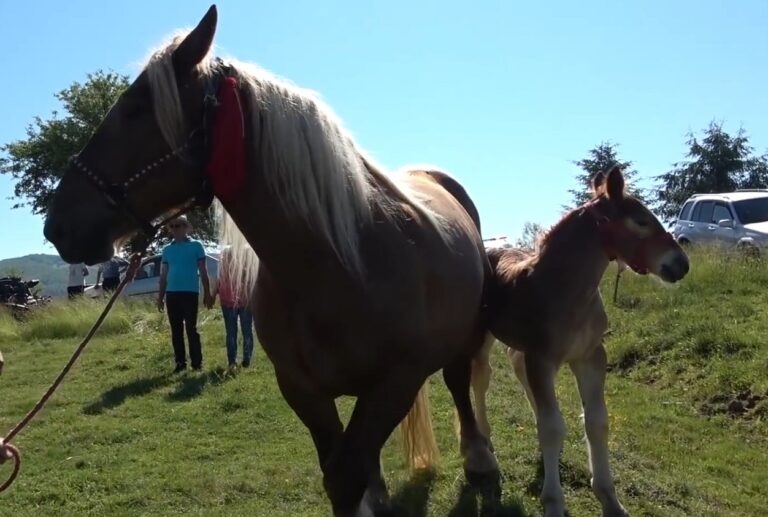 Târg de animale la Abrud, pe 29 septembrie