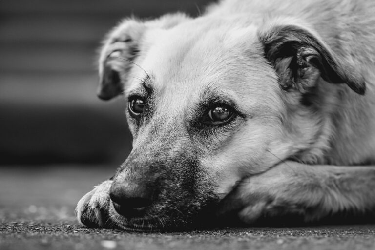 Comuna Poieni își numără animalele de companie: recensământ al câinilor și pisicilor din gospodării