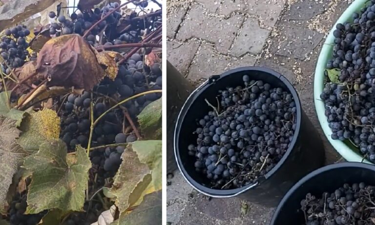 Când se culeg strugurii pentru vin?