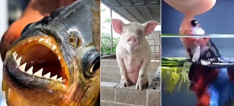 În comuna Jucu, cresc pești exotici, pirania și rechini mici într-o hală a unui fost complex de porci: „Au acvarii cu tot felul de peșto exotici!”