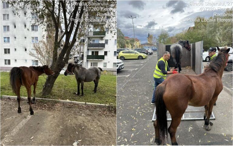 Doi cai ridicați de pe străzile publice din Florești. Proprietarul va plăti 4.800 de lei pentru recuperare