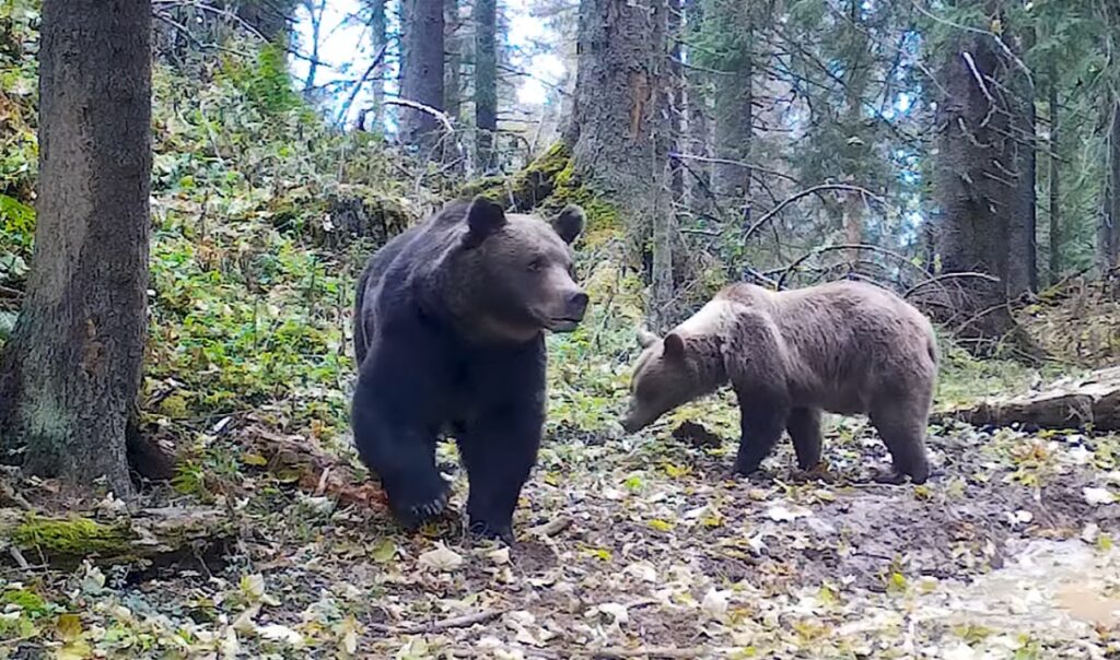 Doi urși bruni, surprinși în Parcul Natural Apuseni: Administratorii ariei protejate avertizează turiștii!