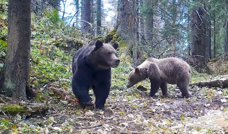 Doi urși bruni, surprinși în Parcul Natural Apuseni: Administratorii ariei protejate avertizează turiștii!