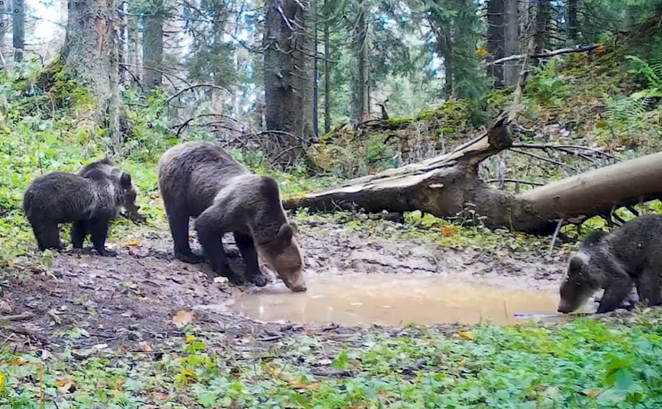 Ursoaica cu trei pui, surprinsă în Parcul Natural Apuseni: „Toamna, urșii sunt mereu în mișcare”