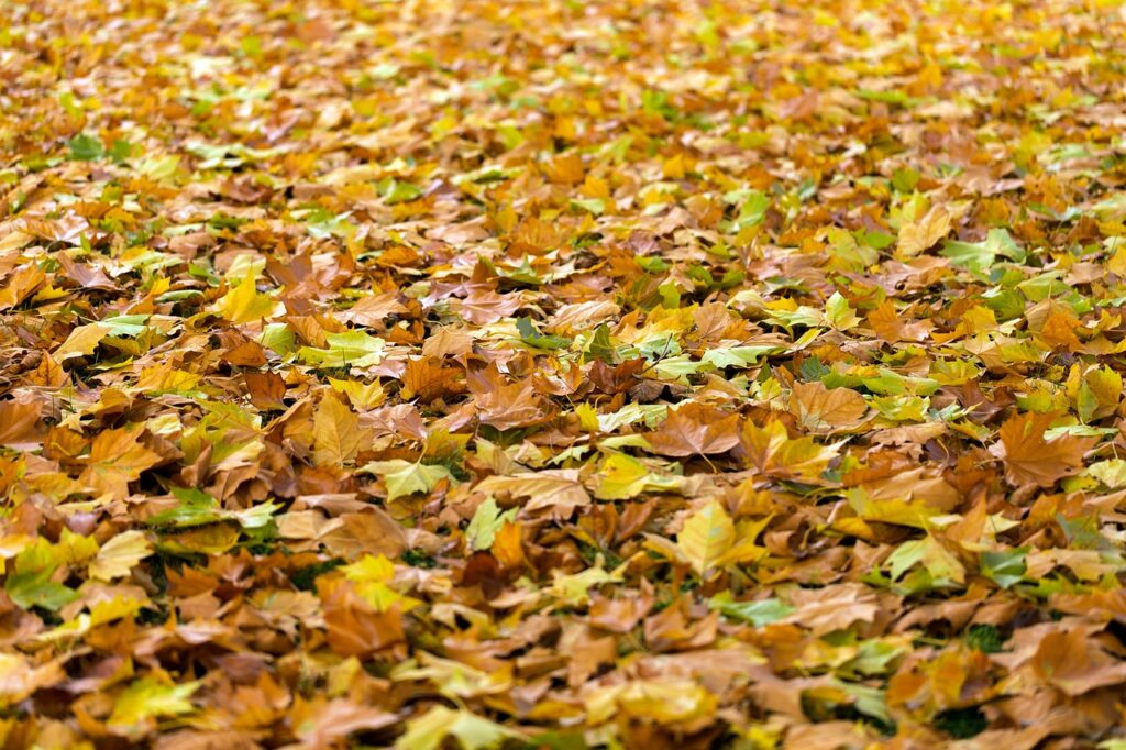 Campanie gratuită de colectare a deșeurilor vegetale în Florești – programul complet pe străzi