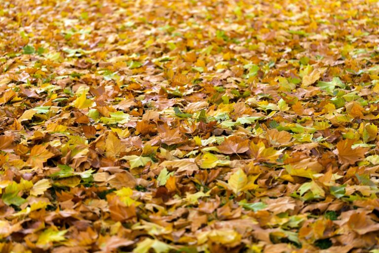 Campanie gratuită de colectare a deșeurilor vegetale în Florești – programul complet pe străzi