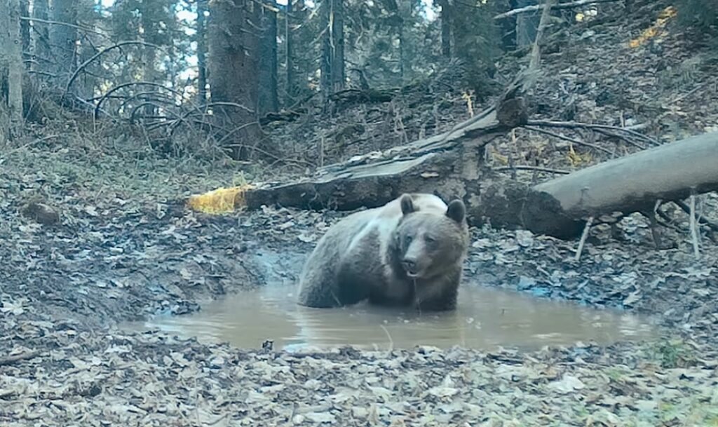 Urși „la spa”, surprinși în Parcul Natural Apuseni: imagini rare din inima pădurii