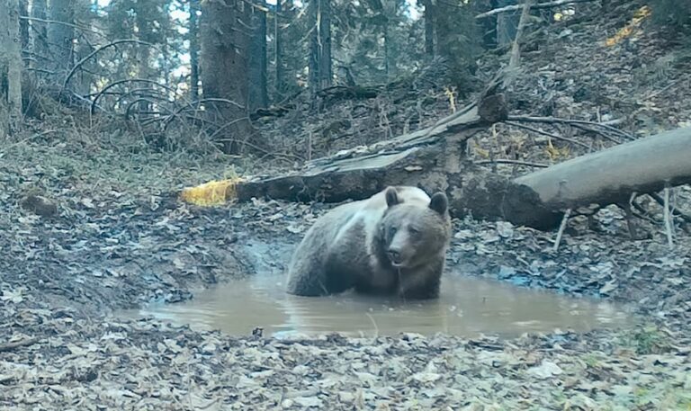 Urși „la spa”, surprinși în Parcul Natural Apuseni: imagini rare din inima pădurii